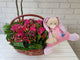 pure seed nb031 + roses, sweet william, musical soft toy + new born arrangmeent