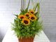 pure seed bk352 sunflowers with decorative stalks & leaves flower basket