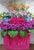 Hydrangeas, Lilies, Eustomas, Brassica flower, Gerberas, Orchids, Bird of Paradise Grand opening