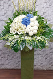 white gerbera blue hydrangeas Condolences Flower Stand - SY232