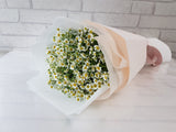 Chamomile