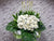 Memories Condolences Flower Stand - SY244