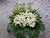 Warm & Thoughtful Condolences Stand - SY305