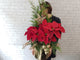 Radiant Poinsettia Christmas Floral - XM155