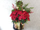 Joyful Poinsettia Mx Christmas Gift - XM157