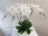 Timeless White Phalaenopsis Orchid Vase - VS076