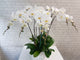 Timeless White Phalaenopsis Orchid Vase - VS076