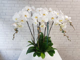 Timeless White Phalaenopsis Orchid Vase - VS076