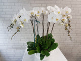 Timeless White Phalaenopsis Orchid Vase - VS076