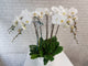 Timeless White Phalaenopsis Orchid Vase - VS076