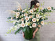 Champagne Gerbera Vase Flower - VS156