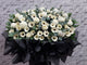 Graceful Condolences Stand -  SY286