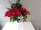 Bright Poinsettia Christmas Present - XM159