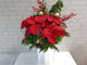 Joyful Poinsettia Mx Christmas Gift - XM157