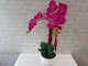 Everlasting Phalaenopsis Orchid Vase -CNY371