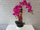 Everlasting Phalaenopsis Orchid Vase -CNY371