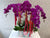 Grandeur Phalaenopsis CNY Flower - CNY377