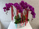 Grandeur Phalaenopsis CNY Flower - CNY377