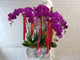 Grandeur Phalaenopsis CNY Flower - CNY377