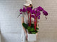 Fu Gui (福贵）Phalaenopsis CNY Flower - CNY378