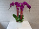 Fu Gui (福贵）Phalaenopsis CNY Flower - CNY378