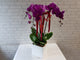 Fu Gui (福贵）Phalaenopsis CNY Flower - CNY378