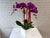 Fu Gui (福贵）Phalaenopsis CNY Flower - CNY378