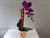 Lunar Phalaenopsis Orchids - CNY385