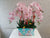 Everlasting Graceful Phalaenopsis- CNY370