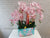 Everlasting Graceful Phalaenopsis- CNY370
