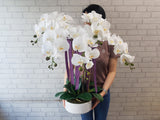 Artificial Phalaenopsis Orchids - AT094