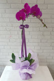 Phalaenopsis Orchids Pot -  VS198