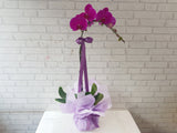 Phalaenopsis Orchids Pot -  VS198