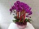 Prosperity  Phalaenopsis CNY Flower - CNY334