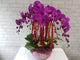 Prosperity  Phalaenopsis CNY Flower - CNY334