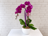 Phalaenopsis Orchid Vase - VS086