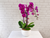 Phalaenopsis Orchid Vase - VS086