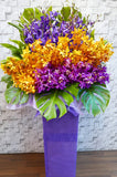 pure seed op121 + colourful Orchids + opening stand