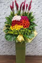 Outstanding Colorful Gerbera Opening Stand - OP087