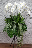 pure seed op210 + Phalaenopsis orchids + opening stand