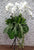 pure seed op210 + Phalaenopsis orchids + opening stand