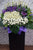 pureseed sy147 + Gerberas, Ping Pongs, Brassica , Orchids and Tuberoses + sympathy stand