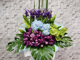 Anthurium Blessings Opening Stand Flower - OP100