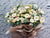 Cheers Opening Stand Flower - OP212
