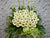 Solace Condolences Flower Stand - SY064