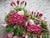 Triple Success Opening Stand Flower - OP207