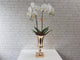 Elegant Phalaenopsis Orchid Vase - VS057