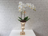Elegant Phalaenopsis Orchid Vase - VS057