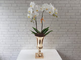 Elegant Phalaenopsis Orchid Vase - VS057