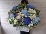 Huge Hydrangeas & Eustoma Flower Basket - BK565